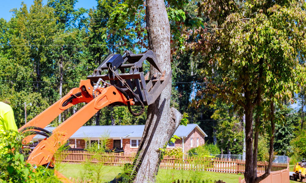 tree care