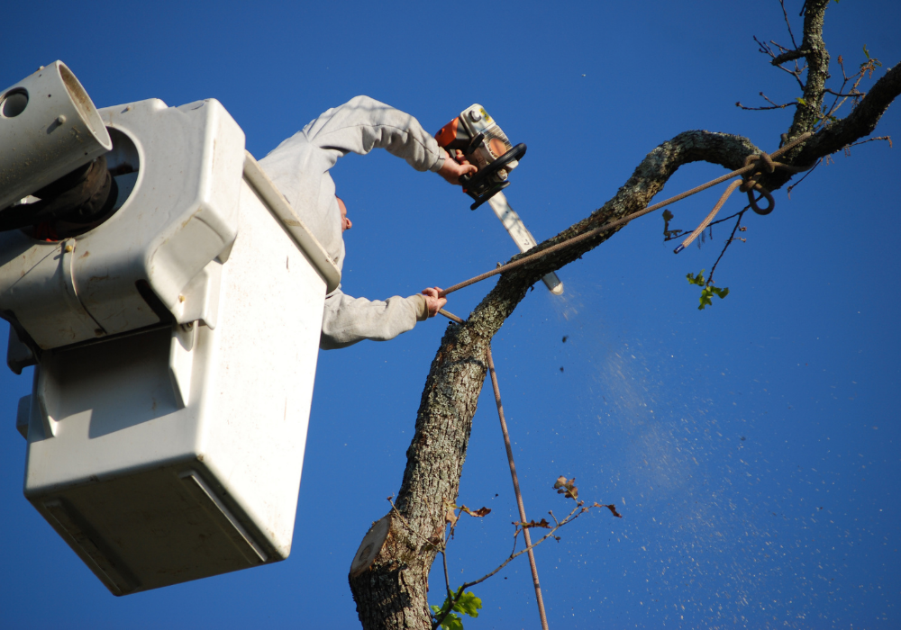 commercial tree service
